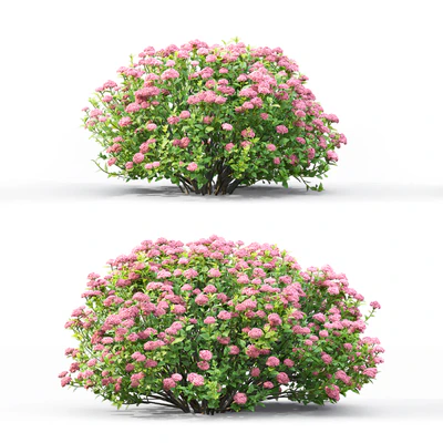Spiraea — Вид 1