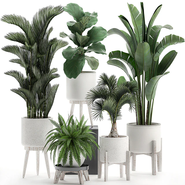 Collection of plants in white pots on legs with Dipsis palm, banana, fern, ficus lirata, strelitzia, ravenala. Set 573. — Descargar