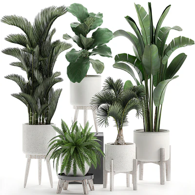 Collection of plants in white pots on legs with Dipsis palm, banana, fern, ficus lirata, strelitzia, ravenala. Set 573. — Ver 1