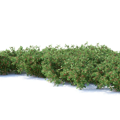 Малина кусты | Raspberries — Вид 2