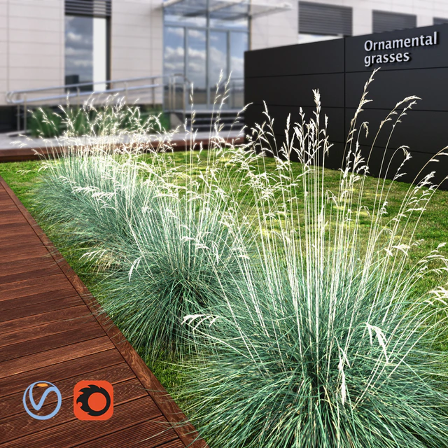 Ornamental grass dry blue — Descargar