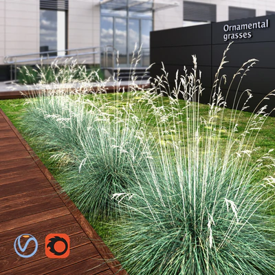 Ornamental grass dry blue — Ver 2