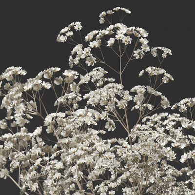 Bouquet 36 — Ver 3