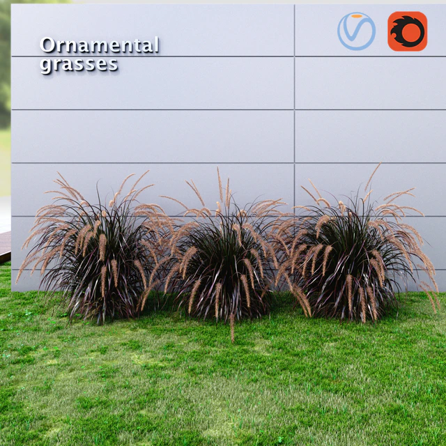 Ornamental grass Fountaingrass purple large — Скачать