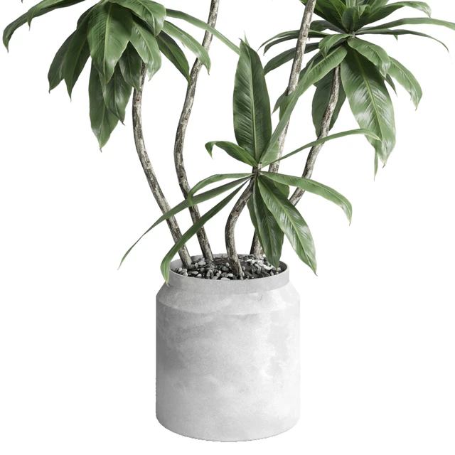 Indoor plant 460 concrete dirt vase plant fiucs tree pot — Descargar