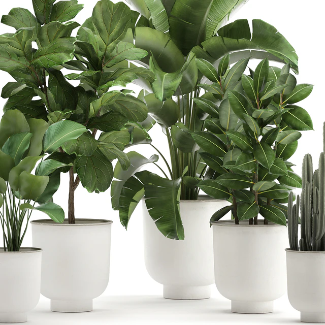 Collection of plants in white pots with banana palm, ficus tree, Strelitzia. Set 906. — Descargar