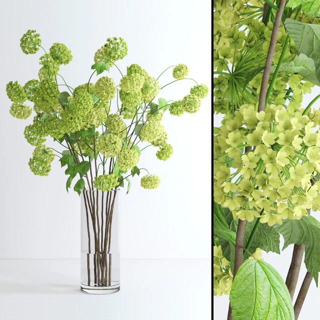 Viburnum — Скачать