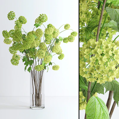 Viburnum — Вид 1