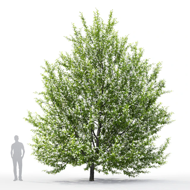 Черёмуха цветущая | Prunus padus #1 (6.8m) — Скачать