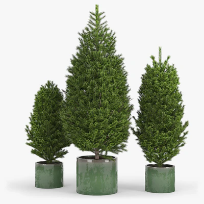 Fir tree Пихта — Вид 1