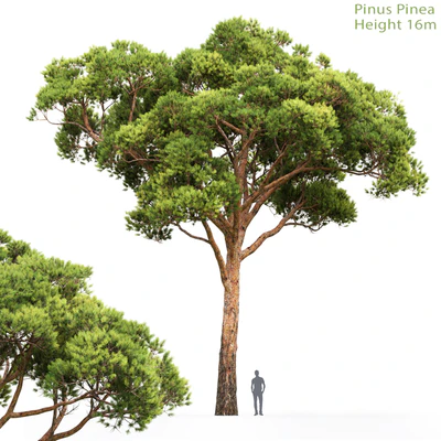 Pine — Вид 1