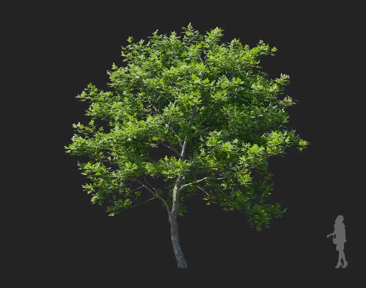 fraxinus rhynchophylla 005 — Descargar