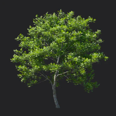 fraxinus rhynchophylla 005 — Descargar
