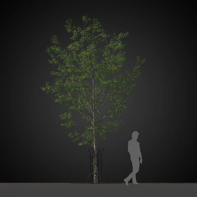 trees 022 — Скачать