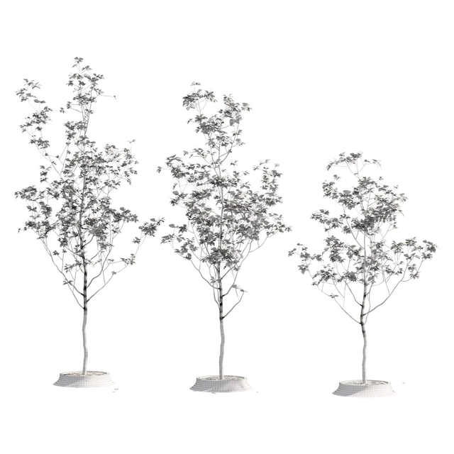 Poplar young — Descargar