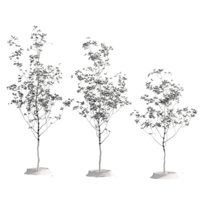 Poplar young — Ver 2