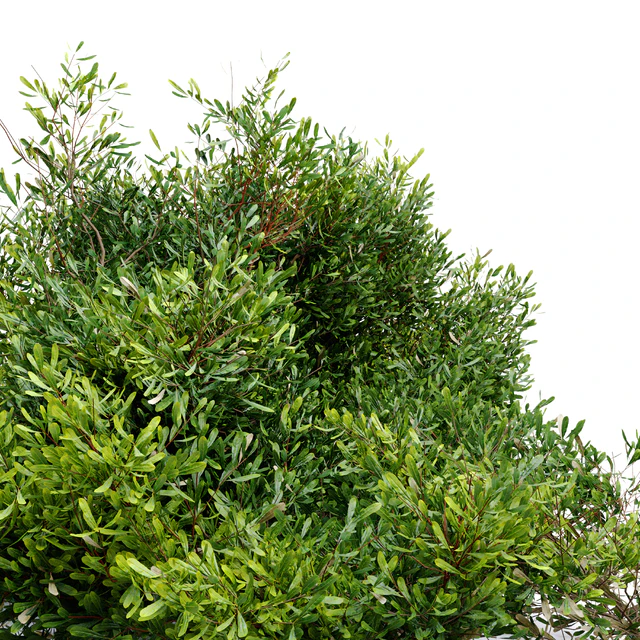 Bayberry bush — Скачать