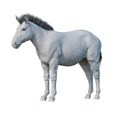 Zebra — Вид 2