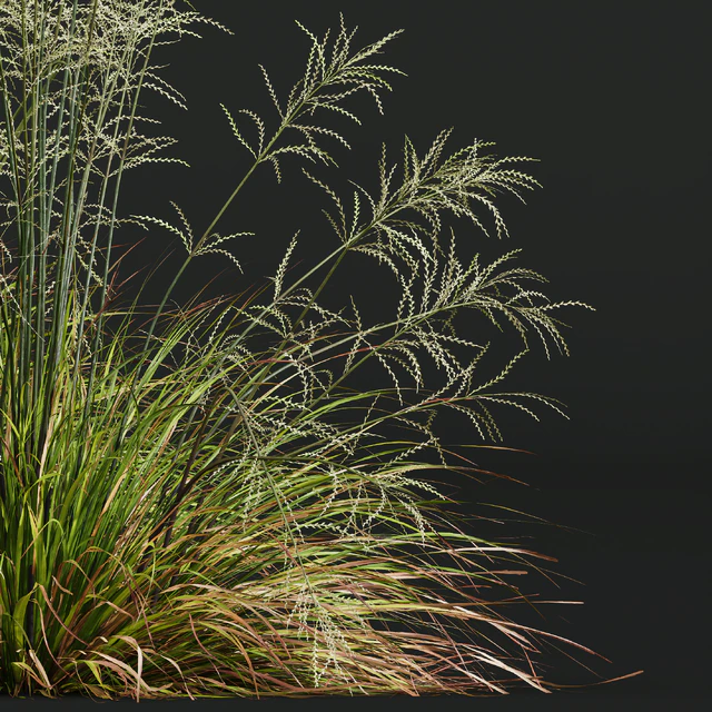 HQ Plants Stipa arundinacea Sweet Grass — Descargar