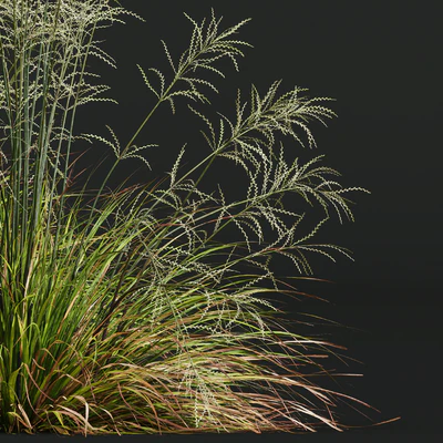HQ Plants Stipa arundinacea Sweet Grass — Ver 2
