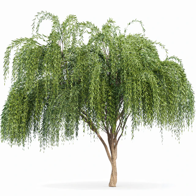 2tree-Pollard willow Weeping willow — Descargar