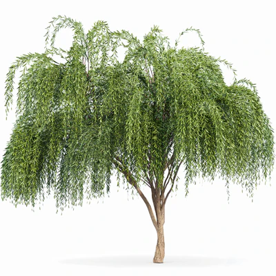 2tree-Pollard willow Weeping willow — Ver 2