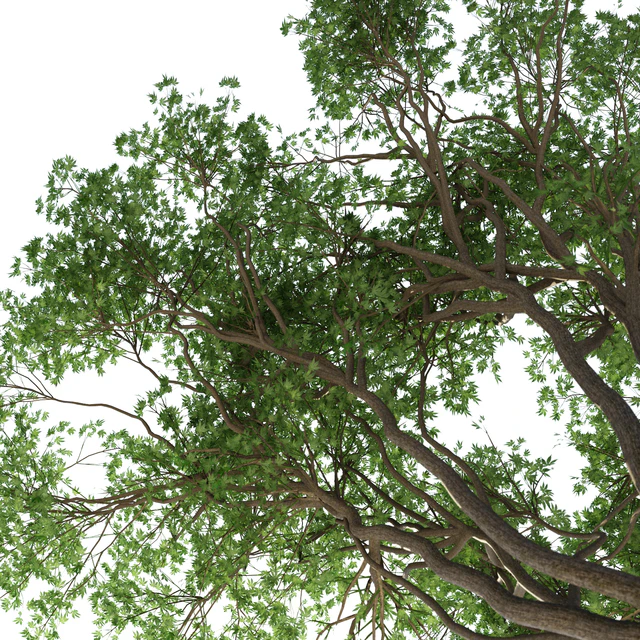 Japanese maple season 2 | Acer palmatum tree — Descargar