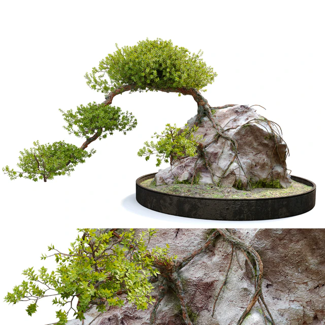 Bonsai plant 04 — Скачать