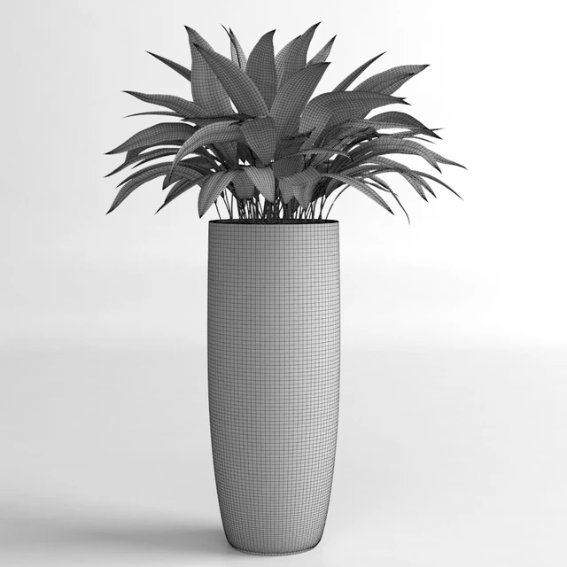 Aspidistra plants — Скачать