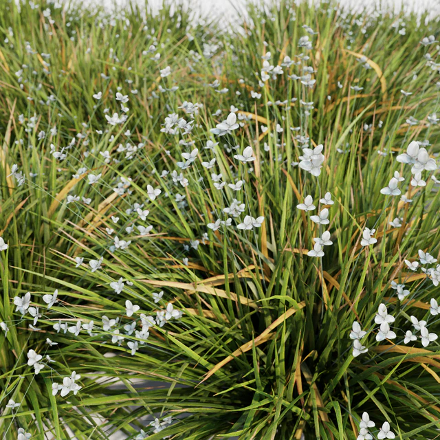 Libertia Grandiflora - 10 Modular Pieces — Descargar