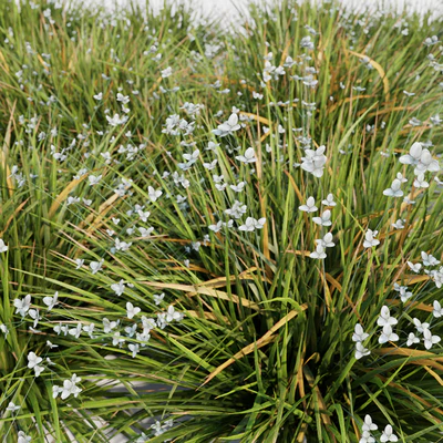 Libertia Grandiflora - 10 Modular Pieces — Ver 2