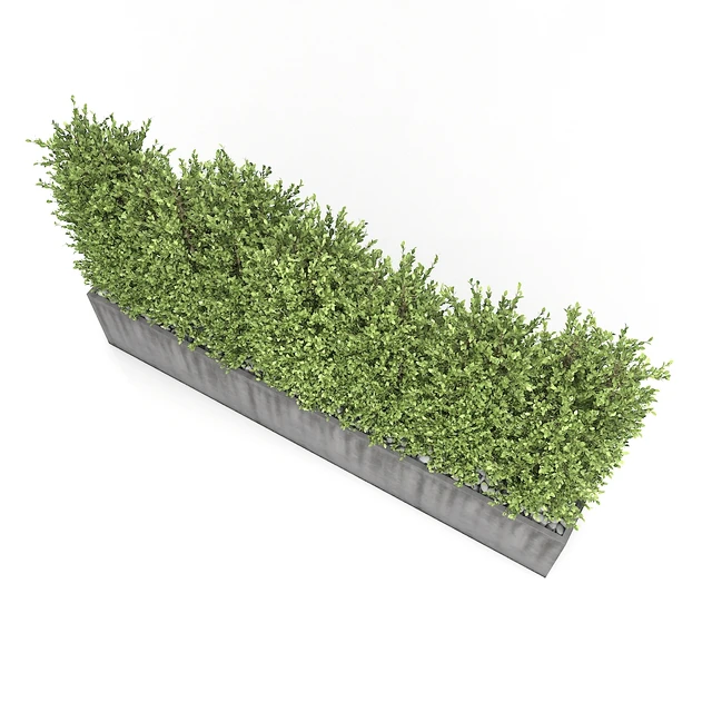 Boxwood - hedge — Descargar