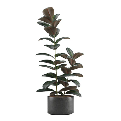 Indoor Plants Pack 15 — Ver 2