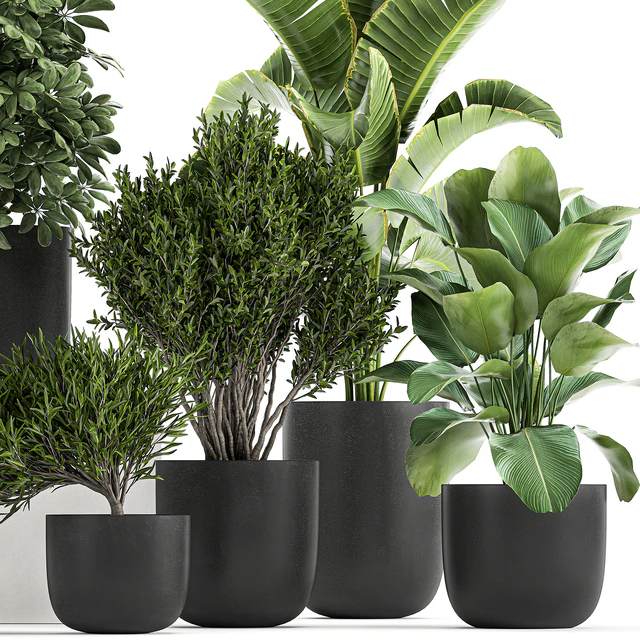 Collection of small plants and trees in black pots with Banana palm, Calathea lutea, bush, Scheffler. Set 804 — Descargar