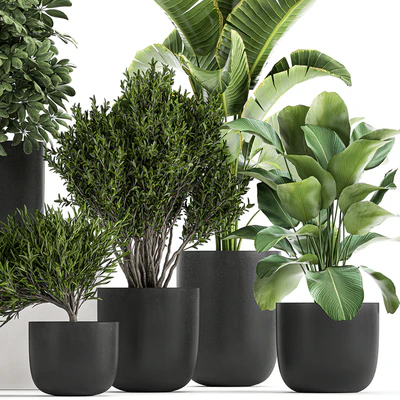 Collection of small plants and trees in black pots with Banana palm, Calathea lutea, bush, Scheffler. Set 804 — Ver 2