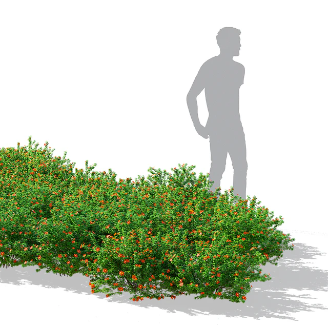 Лапчатка кустарниковая красная | Potentilla fruticosa — Скачать