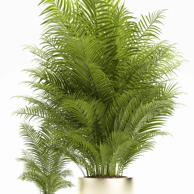 PLANTS 156 — Ver 2
