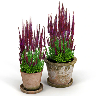Red plant — Ver 1