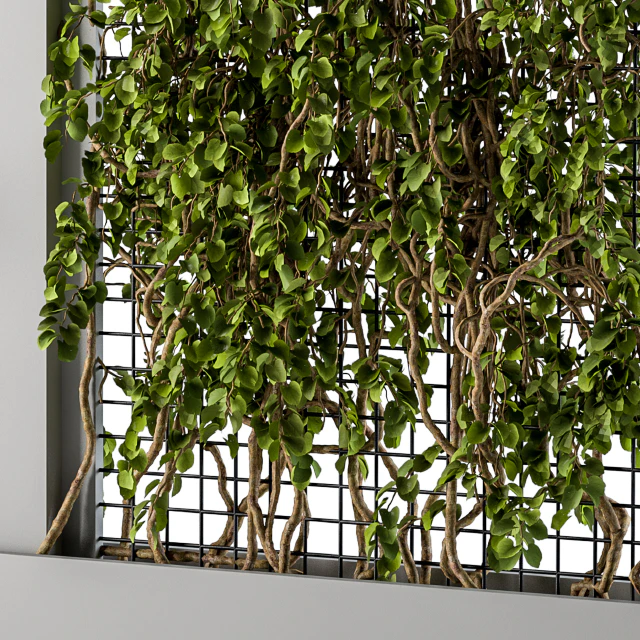 ivy Box Plants Gray — Descargar