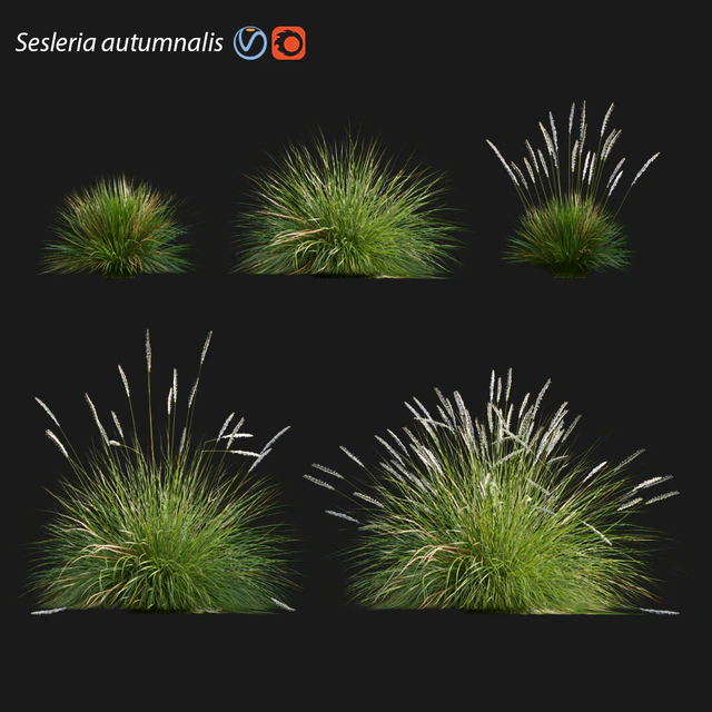 Sesleria autumnalis | Autumn moor grass — Скачать