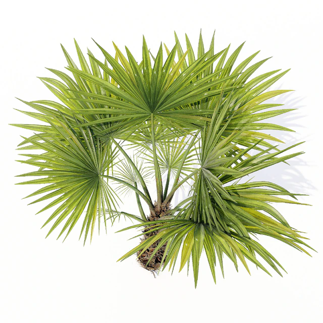 Chuniophoenix hainanensis 02 — Скачать