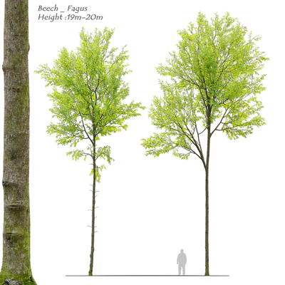 European beech — Вид 1