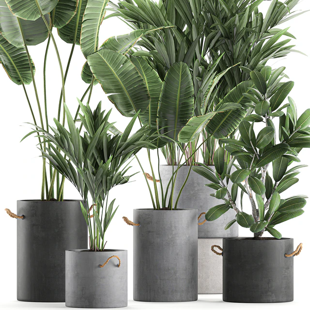 Plant Collection 595. Concrete flowerpot, banana, howea, palm, plumeria, strelitzia, industrial style, Howea forsteriana — Descargar