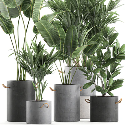 Plant Collection 595. Concrete flowerpot, banana, howea, palm, plumeria, strelitzia, industrial style, Howea forsteriana — Ver 2