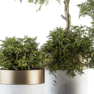 indoor Plant Set 200 - Tree in pot — Вид 2