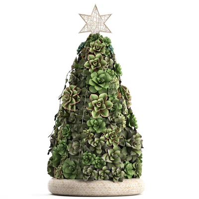 Plant Collection 420. succulents, Christmas tree, cake, Echeveria — View 2