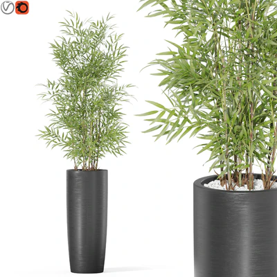 Plants collection 1009 — Вид 1