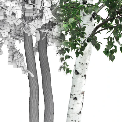 Birch — Вид 2