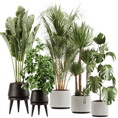 indoor plant Set 13 — Вид 1
