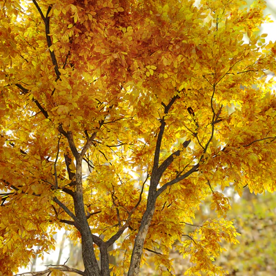Autumn Ulmus parvifolia dynasty (Dynasty chinese elm) — Ver 2